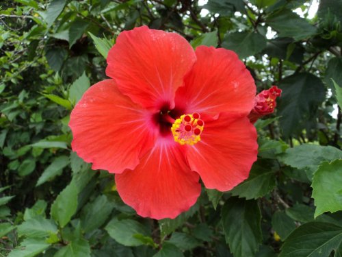 Hibiscus Rosa-sinensis 3 Cuttings Dark RED  Perennial 8 Inch Cutting