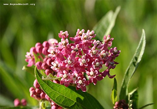 Milkweed Swamp Pink Red Flower Perennial 10 Seeds Milk Weed Groco