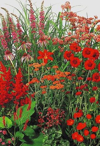 Red Perennial Garden 50 Seeds - Tall