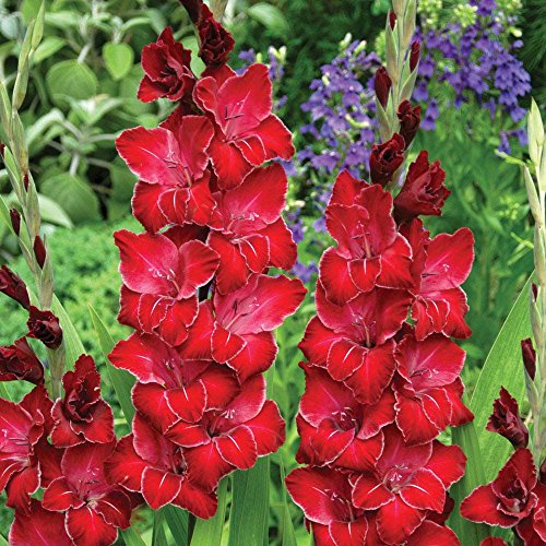 Red Perennial Gladiolus Flower Seeds 1 Professional Pack 50 Seeds  Pack Rare Sword Lily Seeds