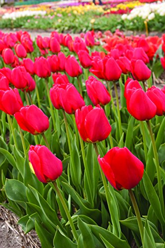 Red Tulips Darwin Hybrids 25 Bulbs - Red Van Eijk Tulip Bulbs - Perennial Bulbs