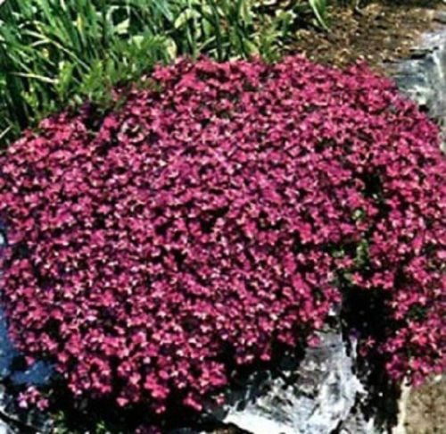 Rock Cress Cascading Red PERENNIAL Deer Resistant