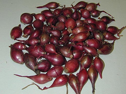 Shallot Set- RED - Perennial Bag of 8 No Gmo Heirloom Bulb Plant spring and fall Garden Vegetable