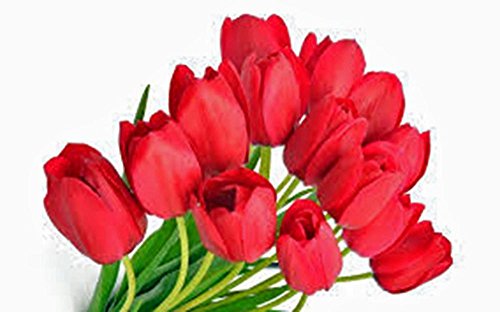 TULIP BULB 10 PACK RED IMPRESSION PURE BRIGHT RED PERENNIAL TULIP BULBS RED F