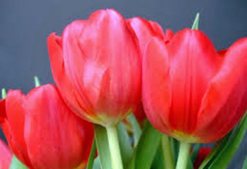 Tulip Bulb 5 Pack Red Impression Pure Bright Red Perennial Tulip Bulbs Red Flowers