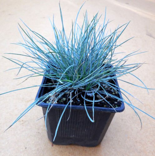 2 - Elijah Blue Fescue Ornamental Grass - fully rooted live clumps