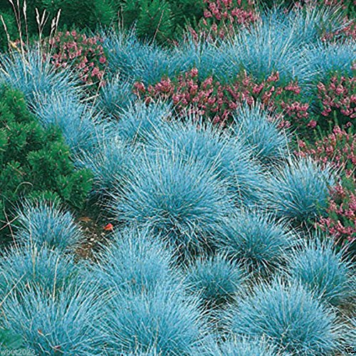 300 Blue Fescue Ornamental Grass Seeds - Festuca Glauca - Perennial