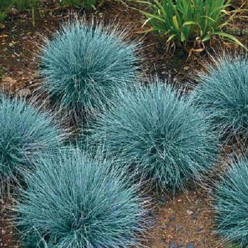 50 Blue Fescue Ornamental Grass  Perennial Festuca  Drought Tolerant  Sun or Shade