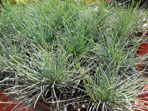6 - Elijah Blue Fescue Ornamental Grass - fully rooted live clumps
