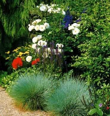 BLUE FESCUE ORNAMENTAL GRASS 100 SEEDS