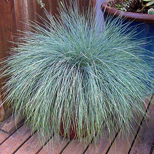 Blue Fescue Ornamental Grass 100 Seeds Perennial by Hirts Seed Ornamental Grasses
