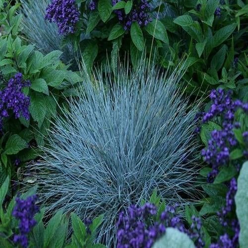 Blue Fescue Ornamental Grass Seeds Festuca cinerea glauca Varna 100Seeds