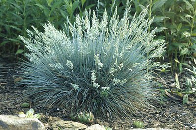 Blue Fescue ornamental grass 1000 seeds