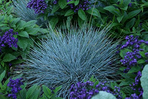 Perennial  Blue Fescue Ornamental Grass Seeds