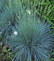 The Dirty Gardener Festuca Glauca Blue Fescue Ornamental Grass - 200 Seeds