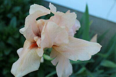 2 Iris Rhizomes BulbsBody&SoulTall Perennial Freshly Dag Ready to Plant Beautiful