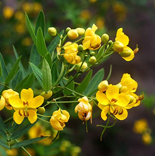 25 Seeds Senna Wild Cassia 5 Tall Perennial Yellow Flower GC7TM