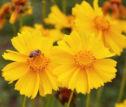 COREOPSIS LANCELEAF TALL PERENNIAL Coreopsis Lanceolata - 5000 Bulk Seeds