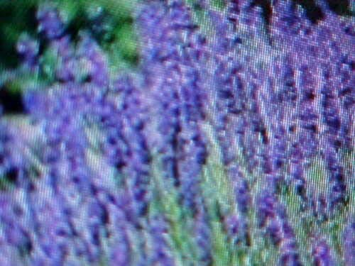 Cutdek Lavender English Tall Perennial Flower Seed