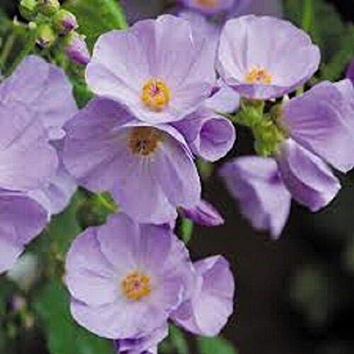 Fancy Good 15 Seeds Lilac Lavender 24-30 inches Tall Perennial SITY