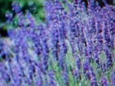 Lavender English Tall Perennial Flower Seed BUY-1-GET-1