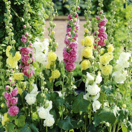 Toyensnow - Hollyhock Mix CHATERS Double Flower Seeds - 6-7 FT TallPerennialALCEA 25 Seeds