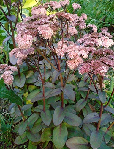 True Source Seeds - MATRONA Stonecrop Sedum Red Tall Perennial 30 Seeds