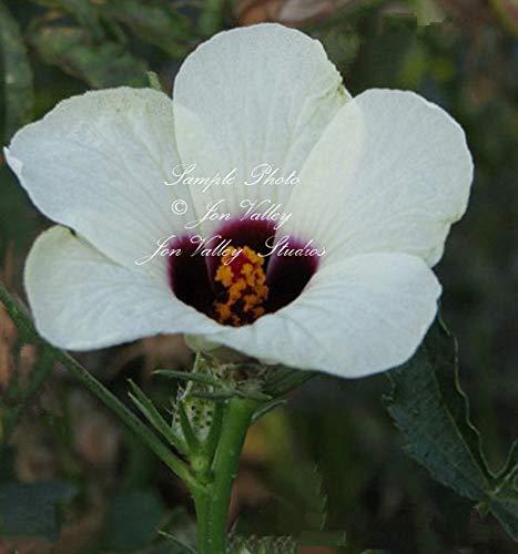 White Kenaf Flower 10 Seeds Hibiscus Attracts Hummingbirds Butterflies Perfect xeriscape Landscapes Tall Perennial Zone 6 by Alyf Market