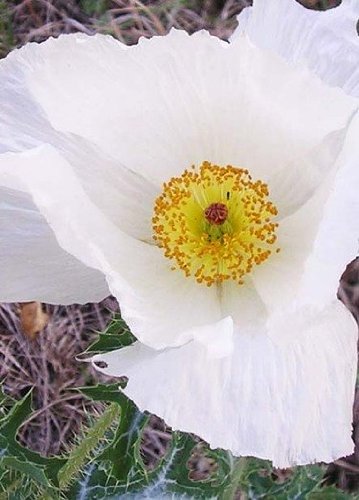 (apop)~"prickly White" Poppy~seed!!!~~~~~~perennial Variety!