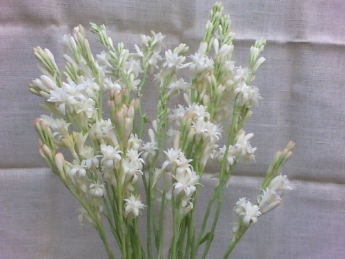 1 Polianthus Tuberose White Very Fragrant Flower Bulbs Perennials Summer Bloom