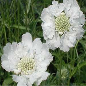 25+ Pure White Scabiosa / Pincushion Flower Seeds / Perennial