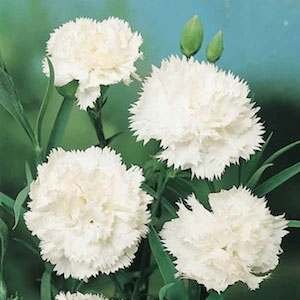 30 Pure White Carnation Flower Seeds perennial