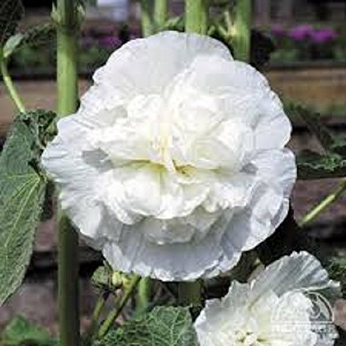 30 White Double Hollyhock Flower Seeds  Perennial