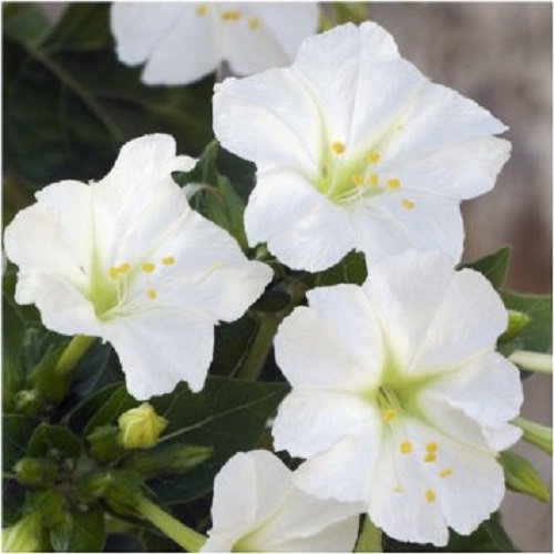 40 Mirabilis Jalapa White Flower Seeds  Four Oclock  Perennial