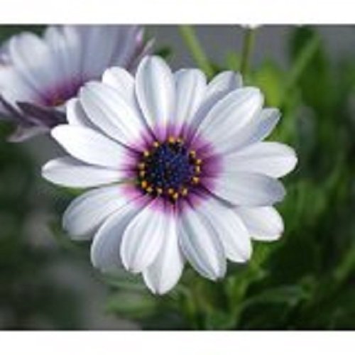 40 White African Daisy Flower Seeds  Perennial