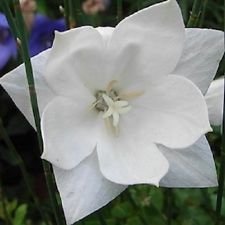 40 White Platycodon Double Balloon Flower Seeds perennial