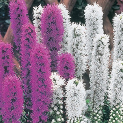 50 Liatris Violet Purple and Pure White Perennial Flower Seeds Mix