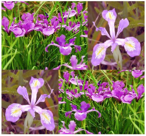 60 OREGON IRIS Flower Seeds Iris tenax Color Purple White Perennial