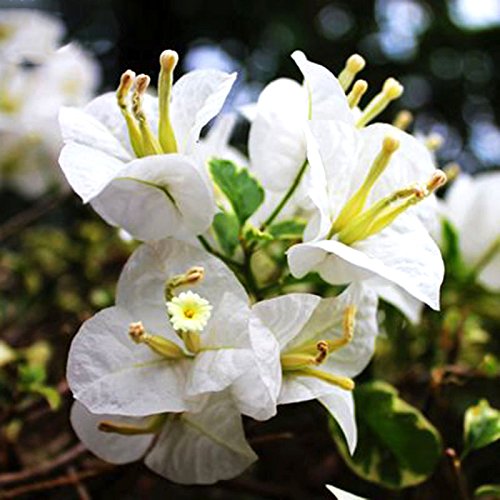 Adb Inc 100 Pcs/bag White Bougainvillea Seeds Perennial Flowering Plants Potted Charming Chinese Flowers