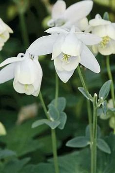 Aquilegia Angel White Perennial 25 seed