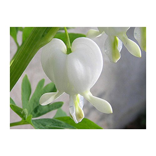 Bleeding Heart - Alba - Plant - Live - Healthy - White - Perennial - Potted Quart - 1 Plant