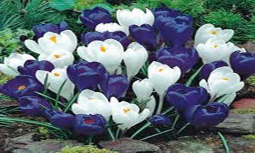 CROCUS BULBS 10 PACK BLUE MOON MIX BLUE WHITE PERENNIAL CROCUS BULBS BLUE WHITE CAPS