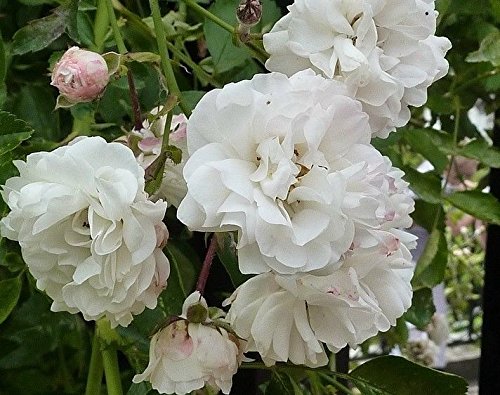 Climbing Rose Seeds Climber Pure White Perennials Flower Bulk 300 Seeds