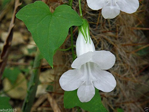 Climbing Snapdragon Asarina Scandens White Perennial Vine 10 Seeds