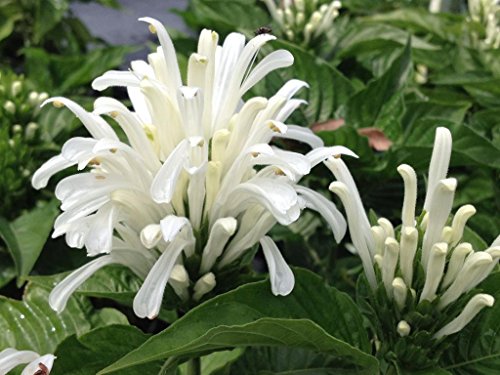 Emeralds Tm Brazilian Plume White Flower Justicia Carnea Alba Jacobina Shade Garden Perennial 4 Inch Pot