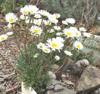 Erigeron Daisy ~white-dwarf Mountain Fleabane~ "erigeron Compositus-rocky" ~new~ 20+ Perennial Seeds