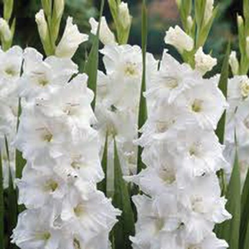 Gladiolus, Bulb (10 Pack) White Clouds, Snow White Perennial Gladiolus Bulbs, Flowers