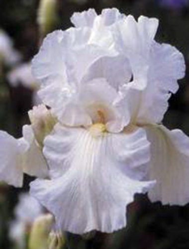 IRIS BULB 10 PACK WHITE CLOUD WHITE PERENNIAL IRIS BULBS FLOWERS