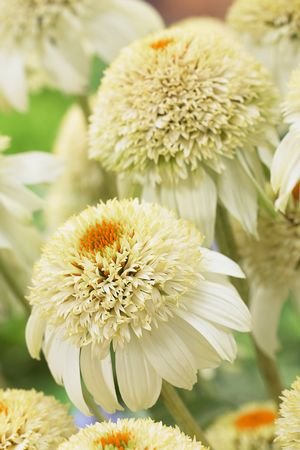 Milkshake Coneflower Perennial - Echinacea - White - One Gallon