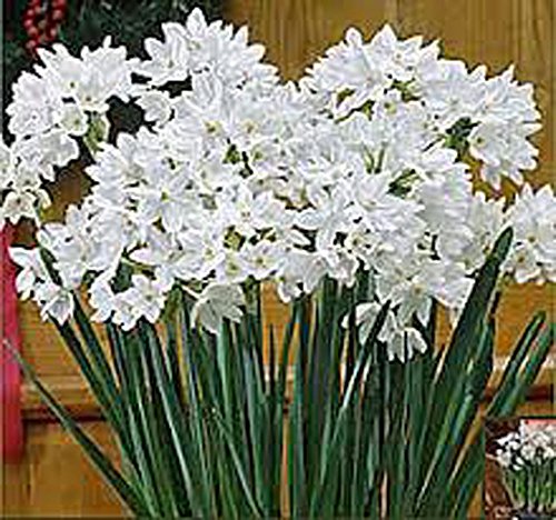 Paperwhite Bulb 1 Bulb Daffodil  White Perennial Paperwhite Daffodil Bulbs Yellow Flowers